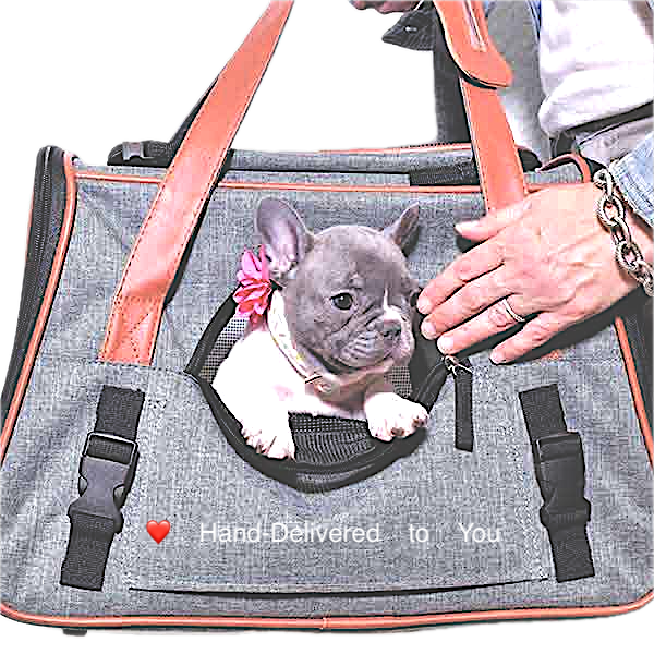 Frenchie Rescue Australia