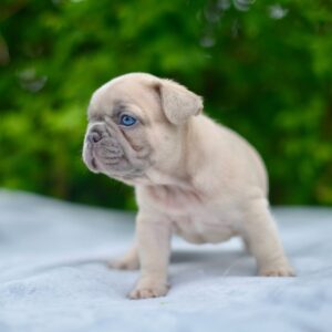 french bulldog coco​