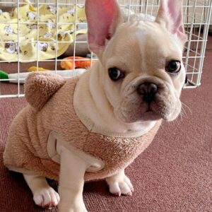 French bulldog coco​