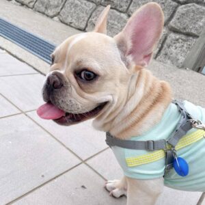 French bulldog coco​
