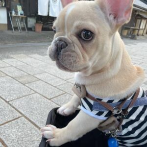 French bulldog coco​