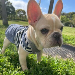 French bulldog coco​