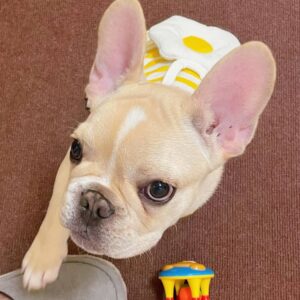 French bulldog coco​