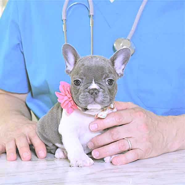 Frenchie Rescue