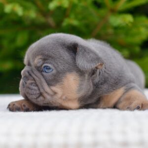 MEET LEO WITH THE BLUE EYES