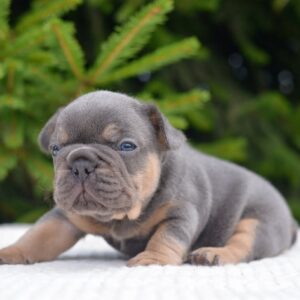 brown french bulldog with blue eyes