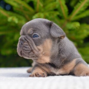 brown french bulldog with blue eyes