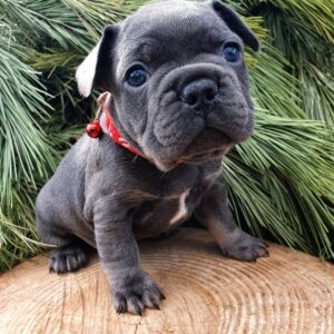 french bulldog puppy for adoption​