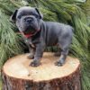 french bulldog puppy for adoption​