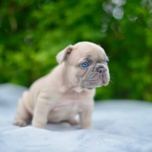 french bulldog coco​