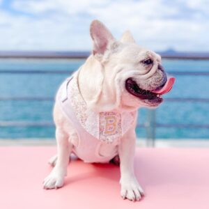 AVAILABLE FRENCHIE