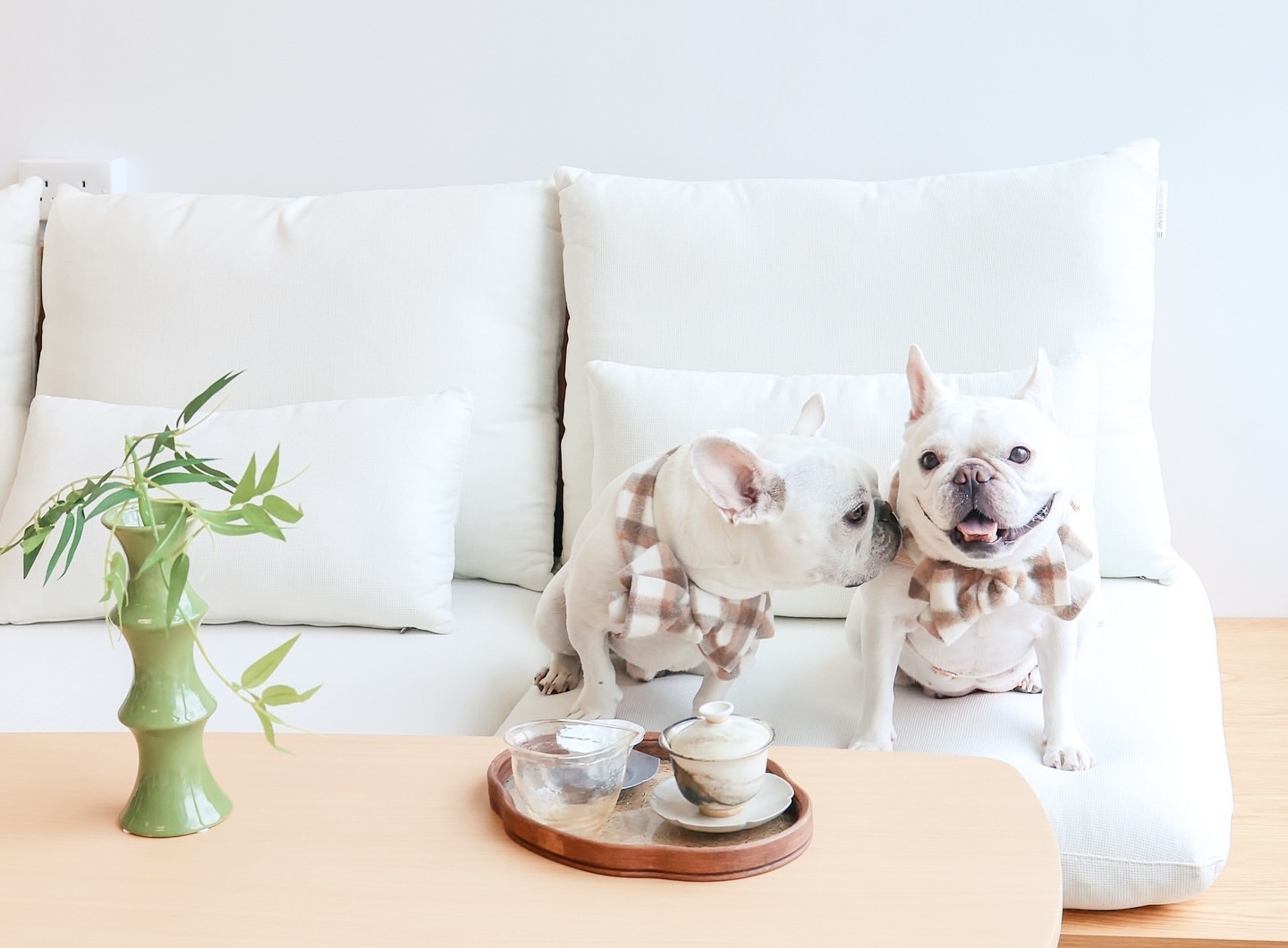 Frenchie Rescue Australia