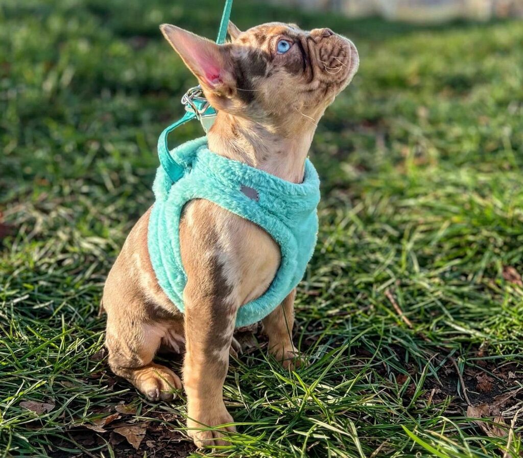 adopt french bulldog australia