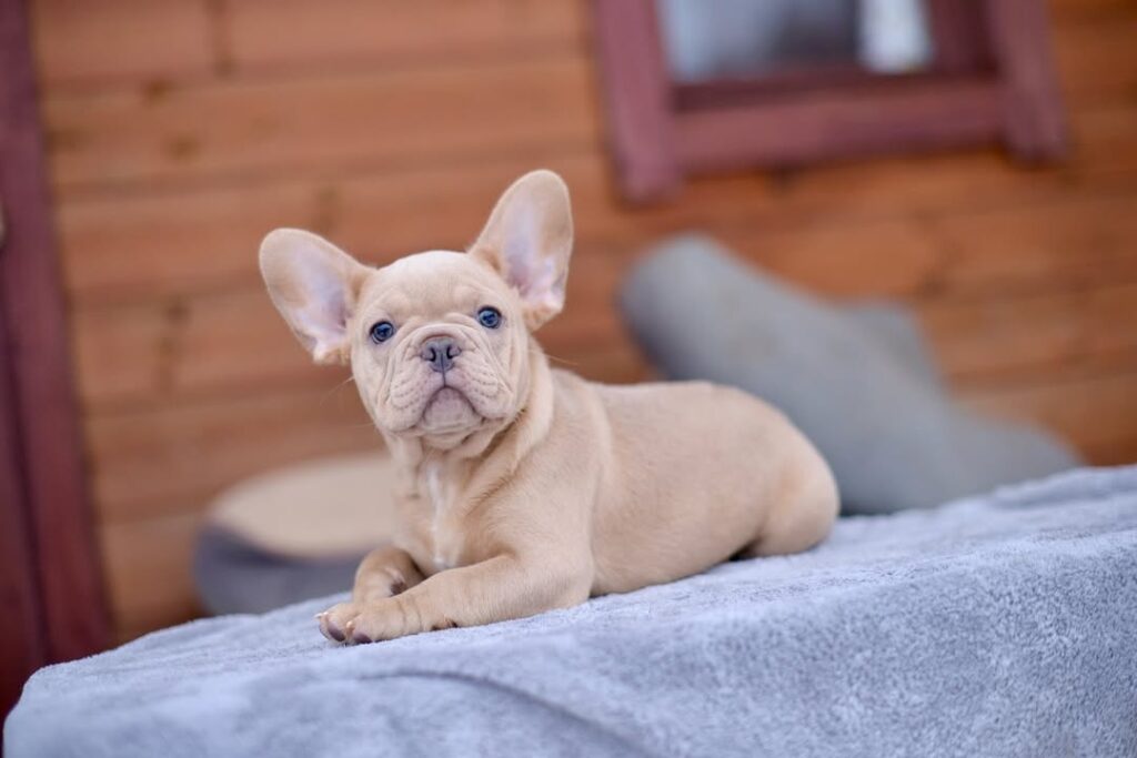 French Bulldog health problems