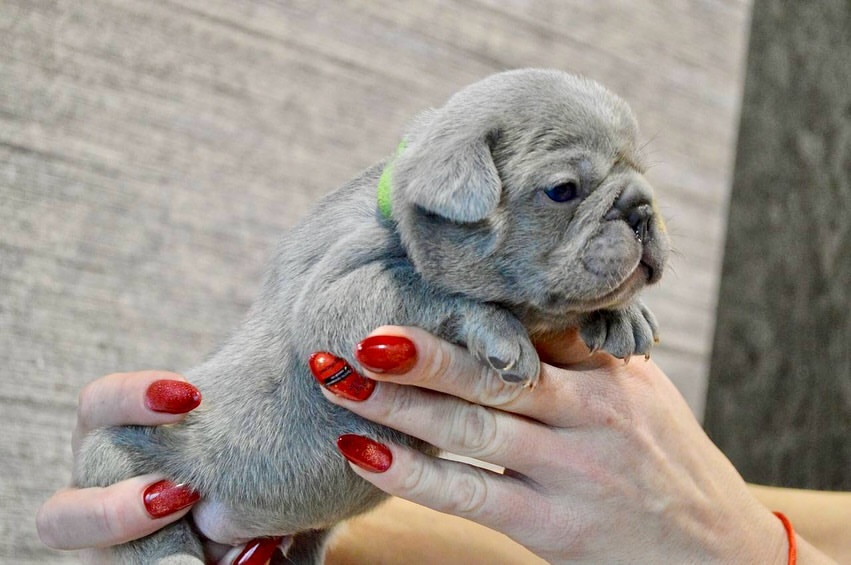 What Are the Most Exotic Colors in French Bulldogs?