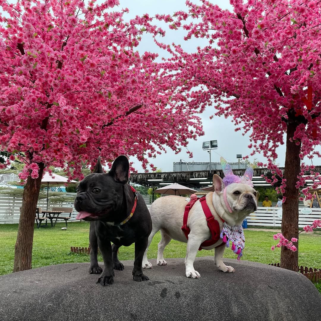 Why Adopt a French Bulldog in Australia? A Rescue’s Honest Perspective