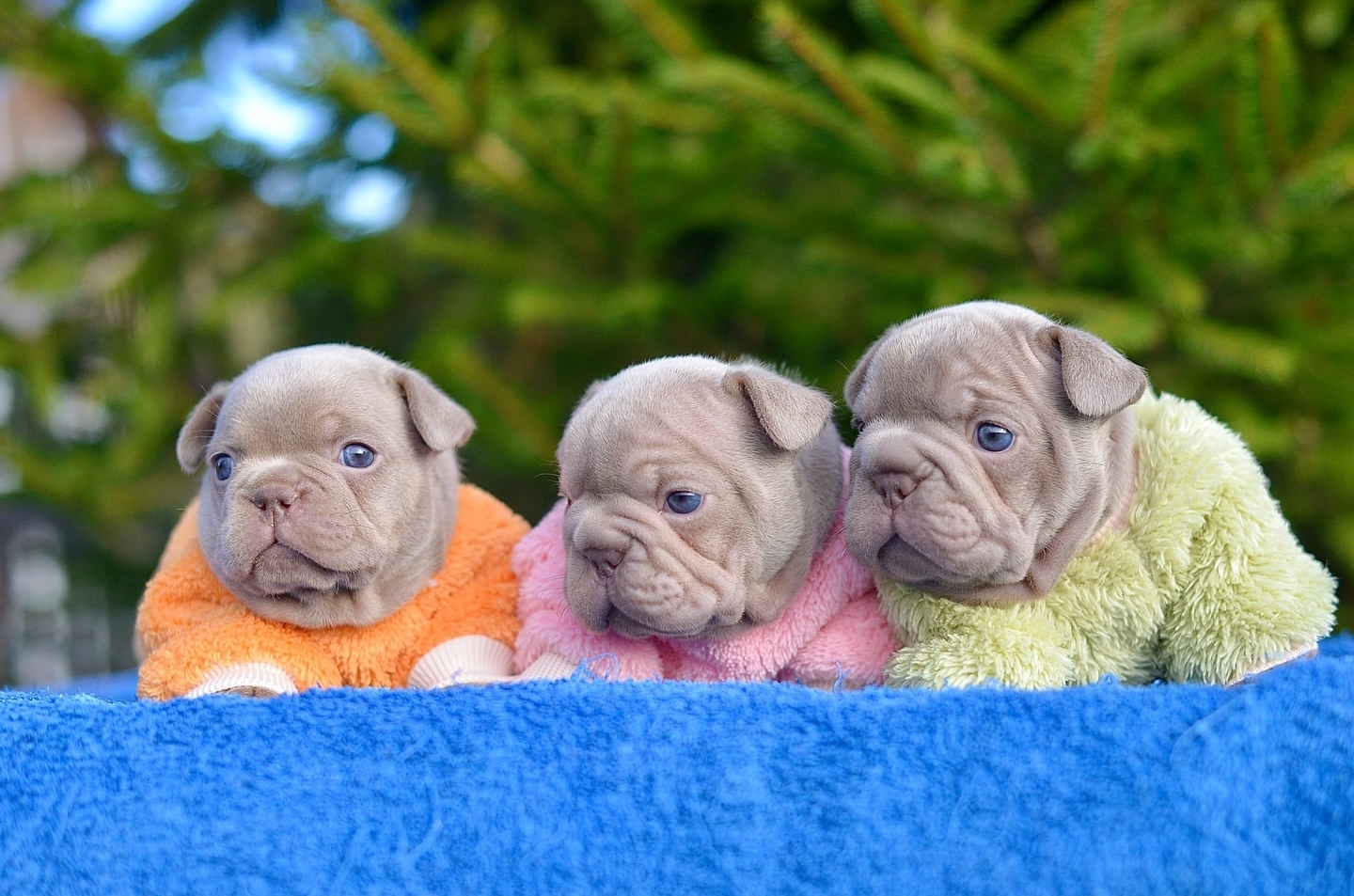 dog adoption application form