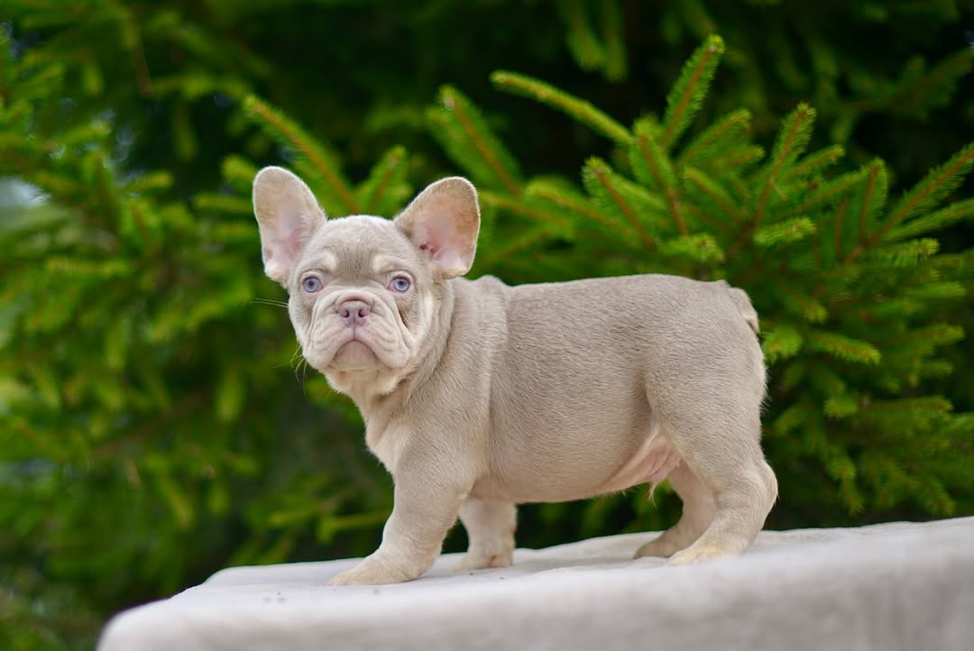 French bulldog rehoming