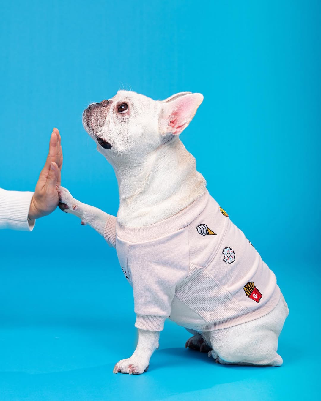 What Do French Bulldogs Love