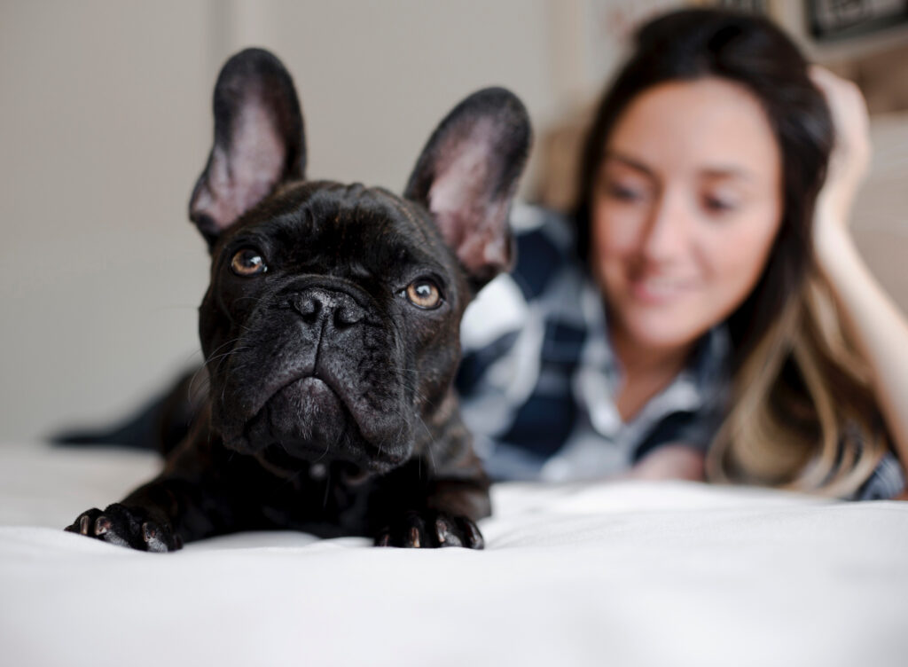 Frenchie care tips