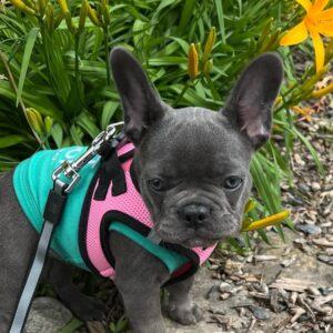 MEET ASTON