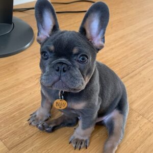 MEET BLEU