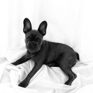 MEET ASTON
