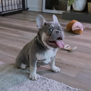 MEET VALENTINO
