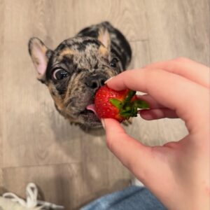 french bulldog puppy for adoption​