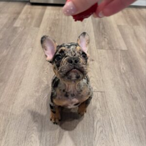 french bulldog puppy for adoption​