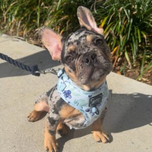 french bulldog puppy for adoption​