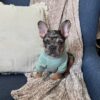 french bulldog puppy for adoption​