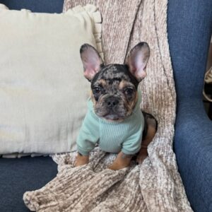 french bulldog puppy for adoption​